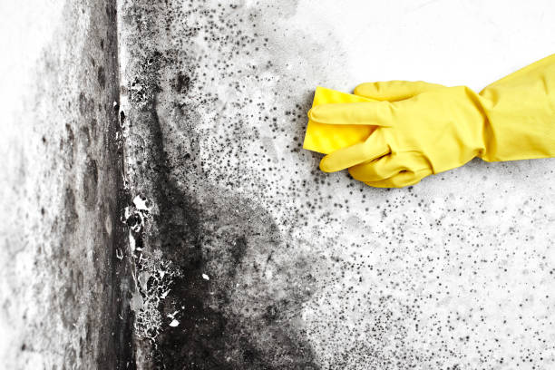 Best Mold Testing  in Orange City, FL