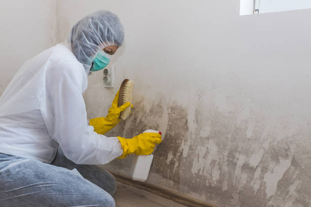 Best Mold Removal Company Near Me  in Orange City, FL