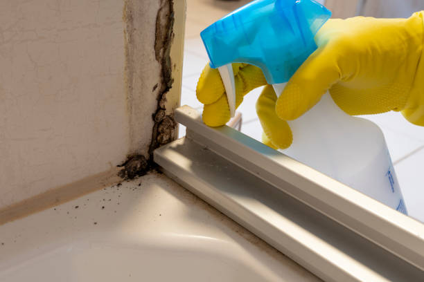 Best Commercial Mold Removal  in Orange City, FL