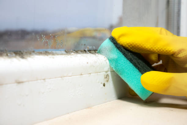 Best Black Mold Removal  in Orange City, FL