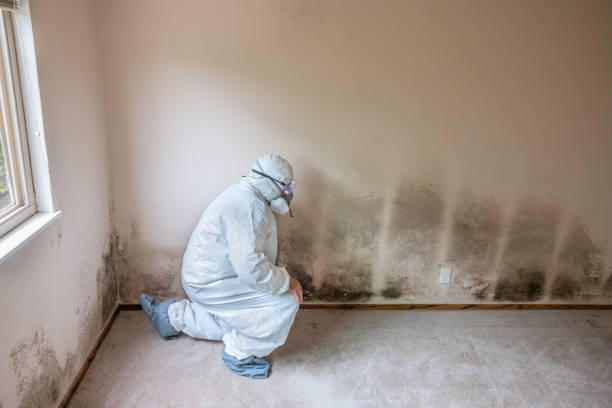 Best Local Mold Removal Service  in Orange City, FL