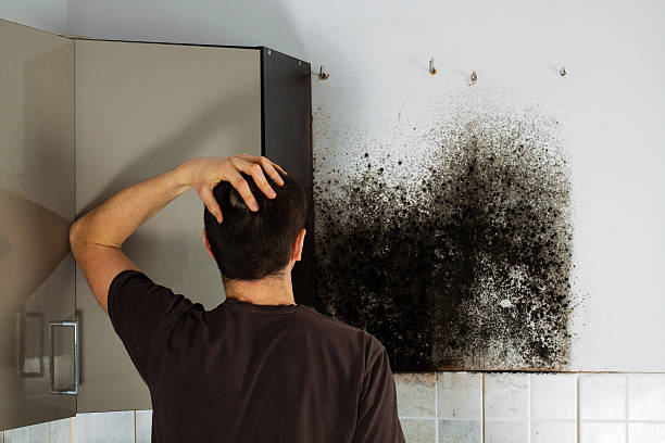 Home Mold Removal in Orange City, FL