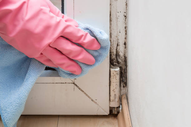 Best Local Mold Removal Service  in Orange City, FL