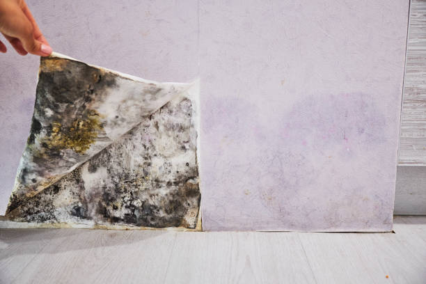 Water Damage Restoration in Orange City, FL